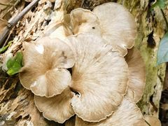 -七仙岭温泉国家森林公园