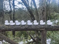 -龙苍沟森林公园
