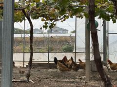 -马陆小张葡萄园农家乐