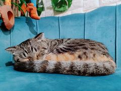 -平行世界·猫咖(首经贸店)