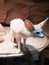 -Zoolung Zoolung动物主题公园(海信广场店)