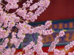 -桃花堤公园