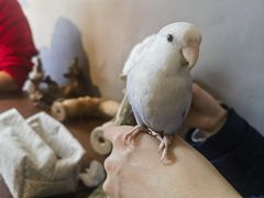 -吉丁鸟咖·异宠·寄养