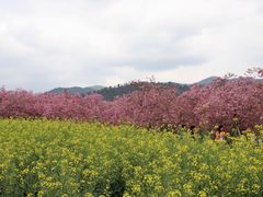 -天适樱花悠乐园
