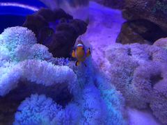 -芜湖新华联大白鲸海洋公园