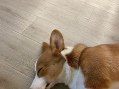 -浣熊柯尔鸭土拨鼠·电玩咖