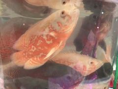-华声天桥民俗文化园