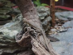 火鸟山谷-东部华侨城