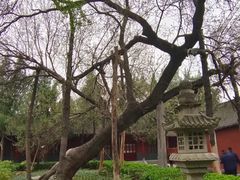 -洛阳白马寺