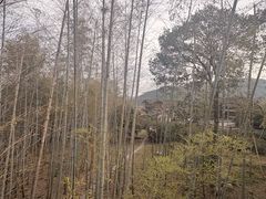 -大唐贡茶院