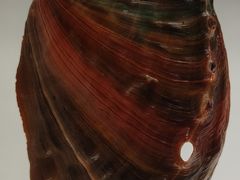 -青岛贝壳博物馆