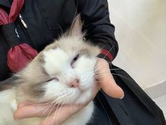 -楼上猫咖(罗湖店)