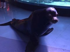 -烟台海昌鲸鲨海洋公园