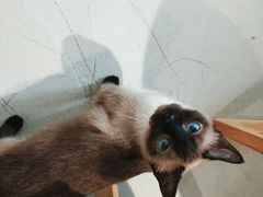 -藏猫猫咖啡主题馆(中央大道店)