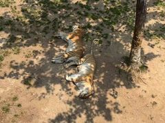 -西霞口神雕山野生动物世界