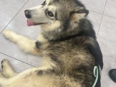 -瑞派蒂凯宠物医院·免疫点·宠保定点