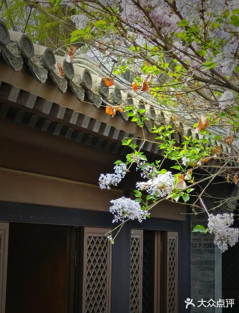 我的春日crush|开满红玉兰的院子美绝了❗