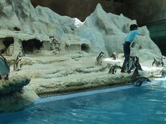 -帝企鹅自助餐厅•儿童岛•真企鹅(长隆企鹅酒店)