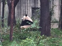 -成都大熊猫繁育研究基地