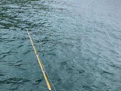 -小猫钓鱼海钓俱乐部(椰梦长廊店)