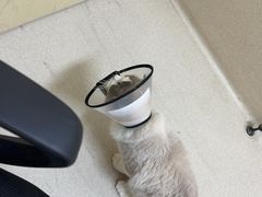 -爱妮康宠物医院·干细胞免疫细胞·肿瘤·心脏(张江店)