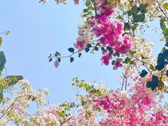 -深圳国际园林花卉博览园