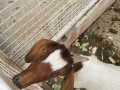 -J Create城市露营咖啡·简餐·宠物(上海动物园店)