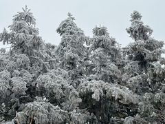 -长沙黑麋峰国家森林公园