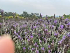 -紫颐香薰山谷景区