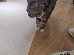 -猫和宫(六道口店)