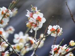 -香雪海