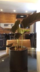 -BOF HAIR BY HONTO