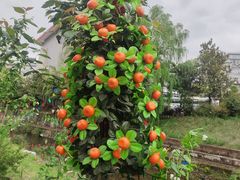 -谭家菜农夫山庄