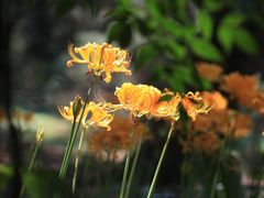 -杭州植物园