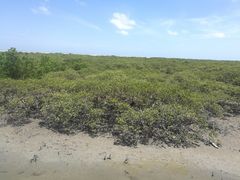 -北海金海湾红树林生态旅游区