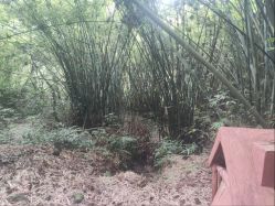 -奇幻丛林(佛罗伦萨小镇店)