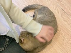 -喵小馆·猫咖狗咖猪咖·饮品店