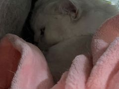 -福州肆爪动物医院