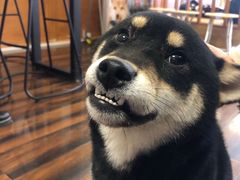 -豆柴町-柴犬主题狗咖(红鼎国际C座店)