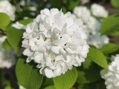 -白塘生态植物园