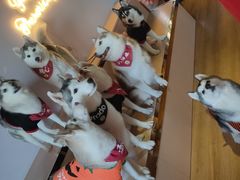 -Husky Go! 哈士奇体验馆·宠物咖啡厅狗咖