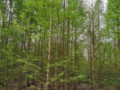 -桤木河湿地公园