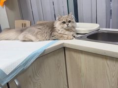 -美美宠物诊疗中心·异宠·骨科(滨江东信分院)