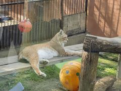 -青藏高原野生动物园