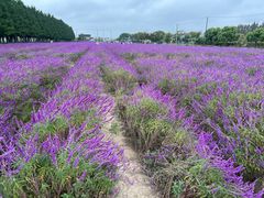 -嘉北郊野公园