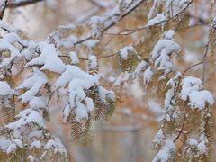 -银树楼(紫玉山庄东区店)