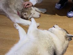 -Husky Go! 哈士奇体验馆·宠物咖啡厅狗咖