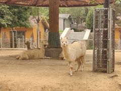 -石家庄市动物园