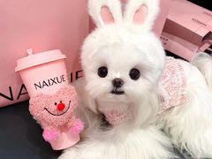 -萌宠之家·腊肠犬·马尔泰·小体犬舍