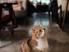 -咖法森林·咖啡  酒吧(天河店)